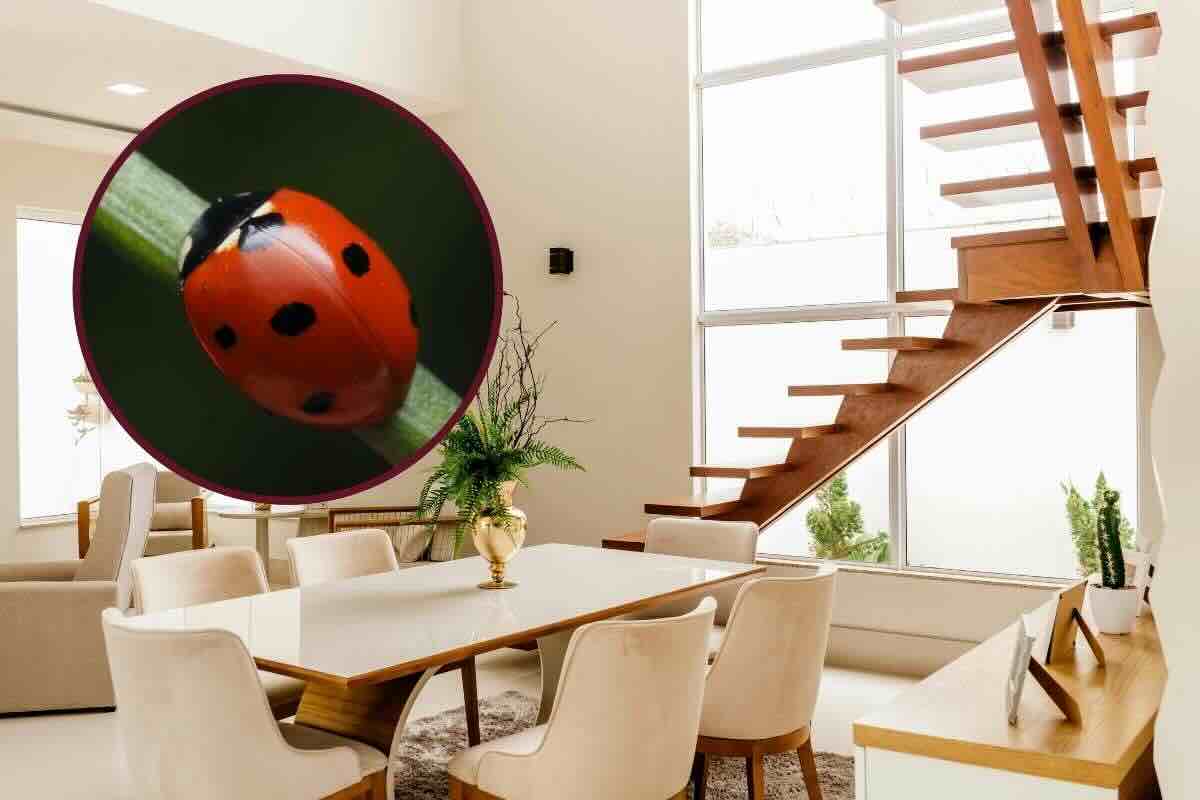 Coccinella in casa significato